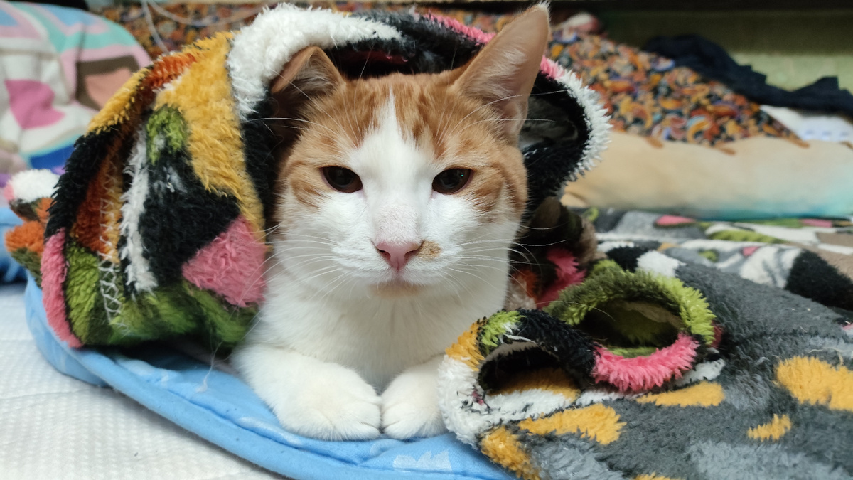 фото автора: любитель лазить под разным домашним текстилем