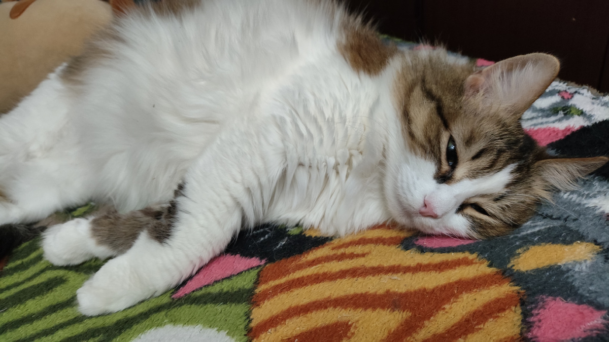 фото автора: кошка, которая умеет использовать свой вес себе на пользу