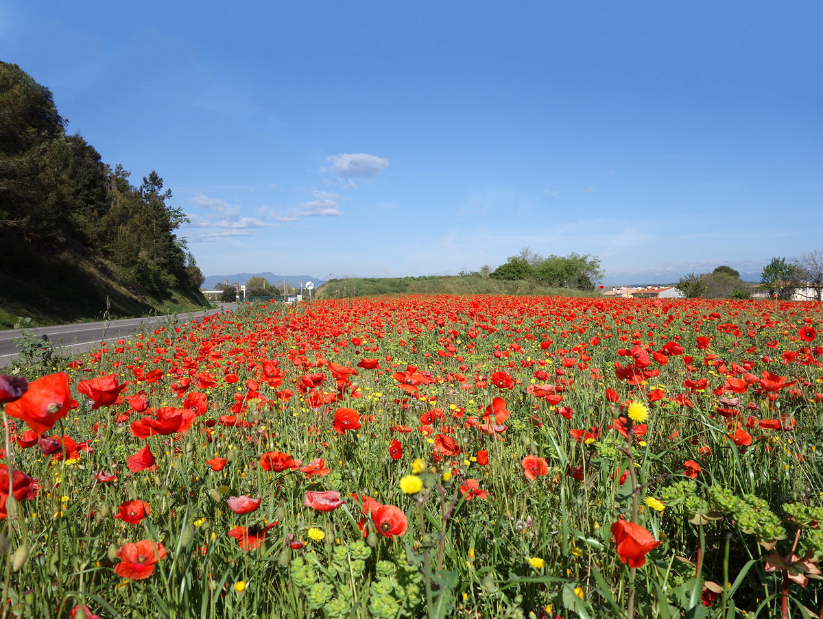 Маковые поля по дороге в замок Пуболь. Испания.