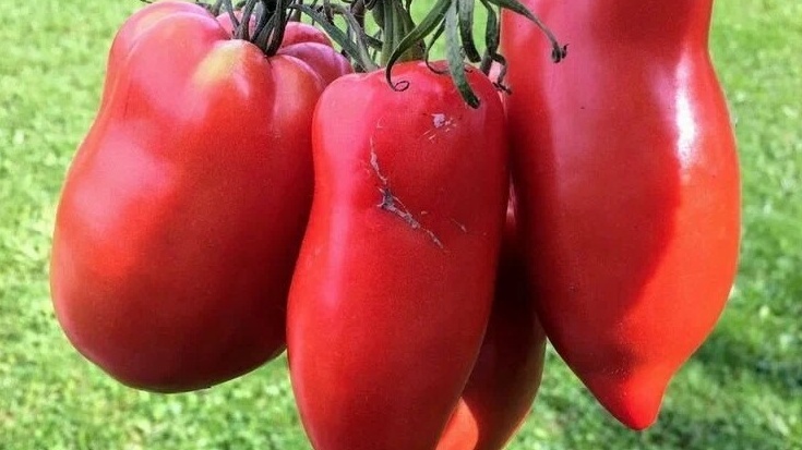 Теперь выбираю плоды только с нижних кистей. 