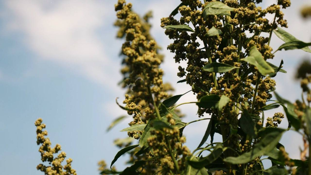 Источник: «Квиноа Центр»