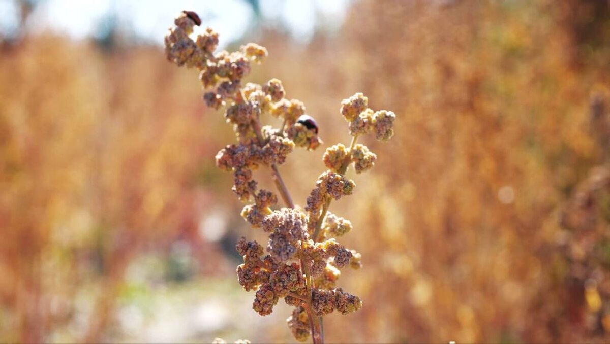 Источник: «Квиноа Центр»