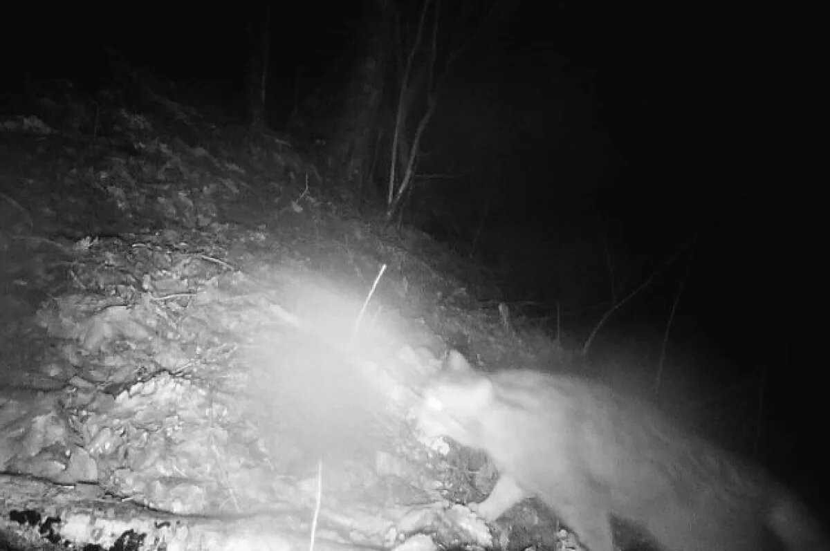    Редкий кадр: в Краснодарском крае заметили краснокнижного кота