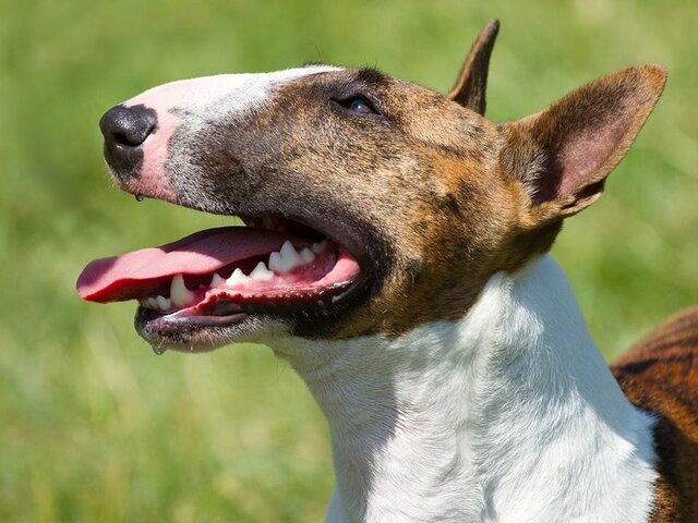    Фото: 123RF.com/farmer