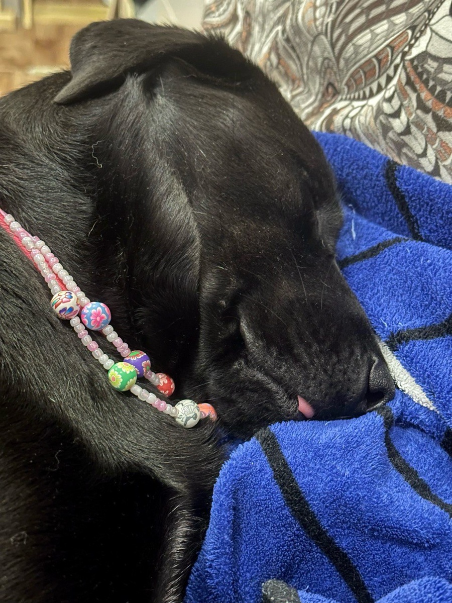 Фото автора. Если тебе нужна тишина, а рядом постоянный движ, ты будешь выматываться, даже если очень любишь питомца.