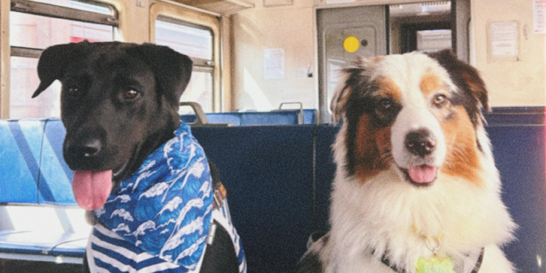 Как выбрать "свою" собаку и не пожалеть через год