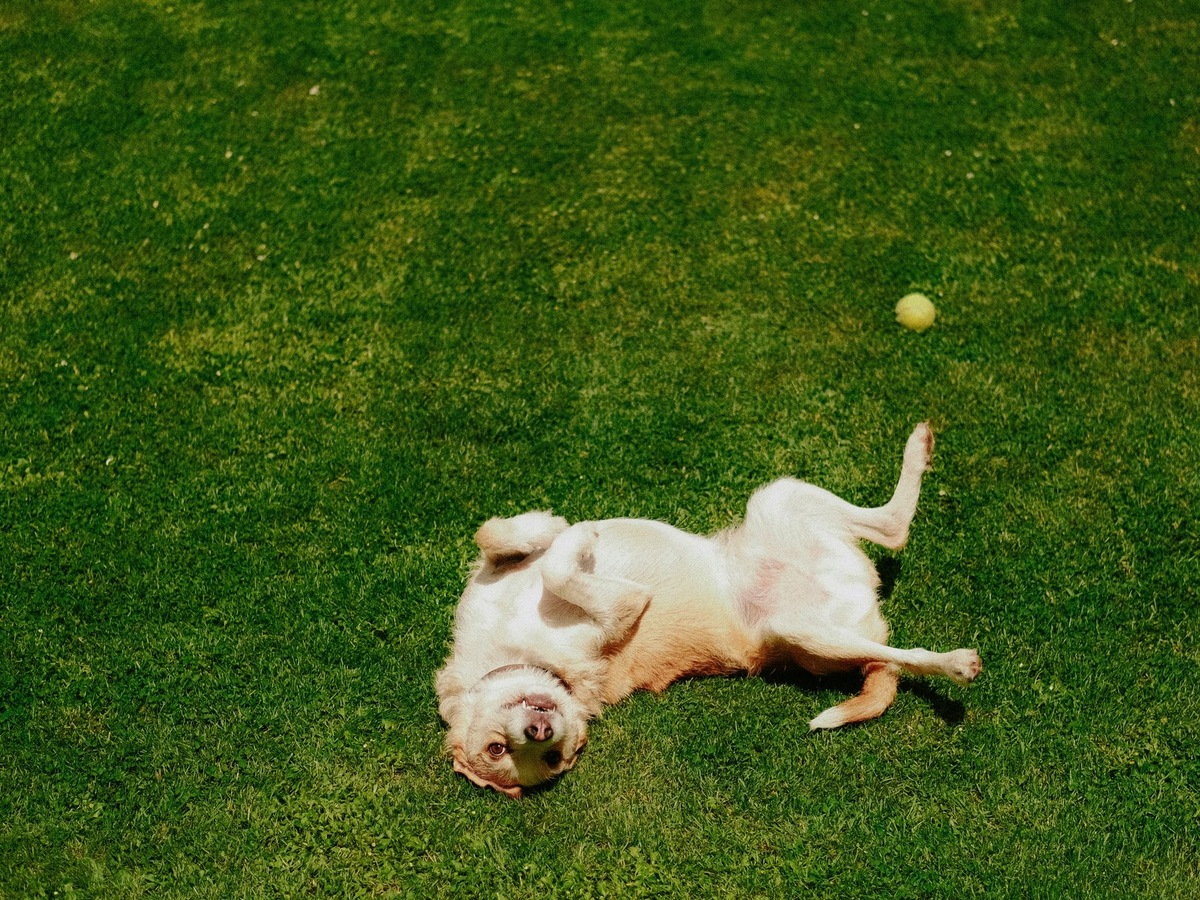    Алтайский край возглавил общероссийский список регионов по количеству собак, внесенных в систему «Хорриот»