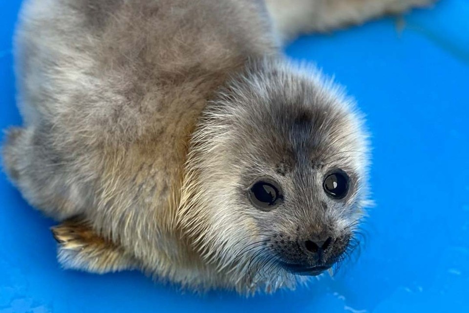    Фонд друзей балтийской нерпы продолжит мониторить ситуацию. Фото: t.me/VDKSPB