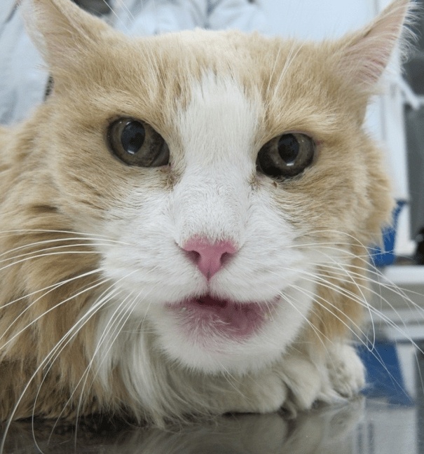 Создать карусель