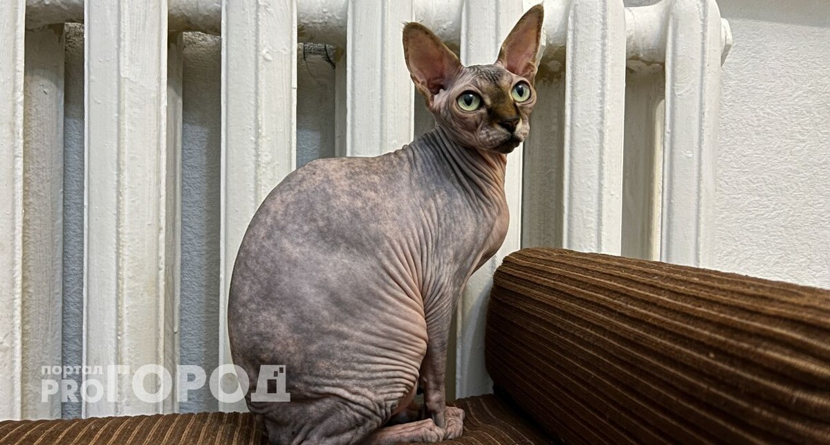    Из архива "Про Город"