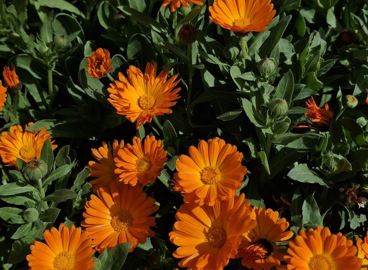 Календула: тихий санитар или зелёный агрессор на ваших грядках?