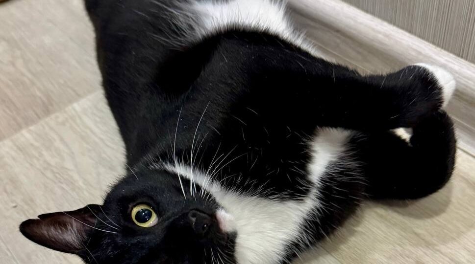 Кошка дождалась отъезда кота и показала, на что она способна