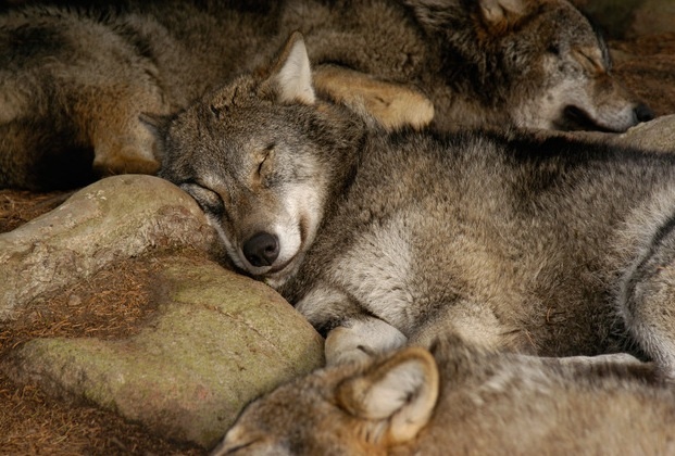 Волки спят