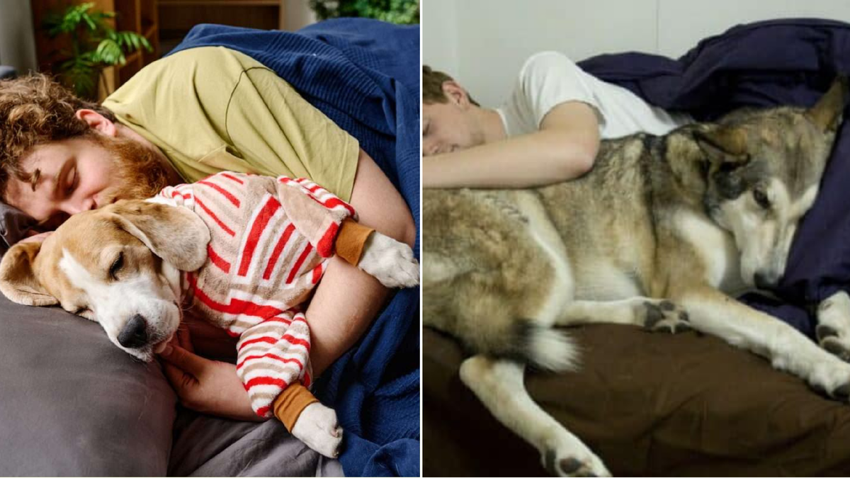 Собяки спят