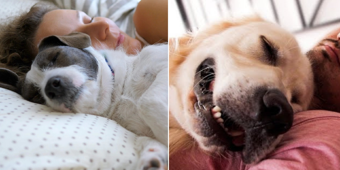 Собака спит рядом с хозяином не просто так: вот настоящие причины