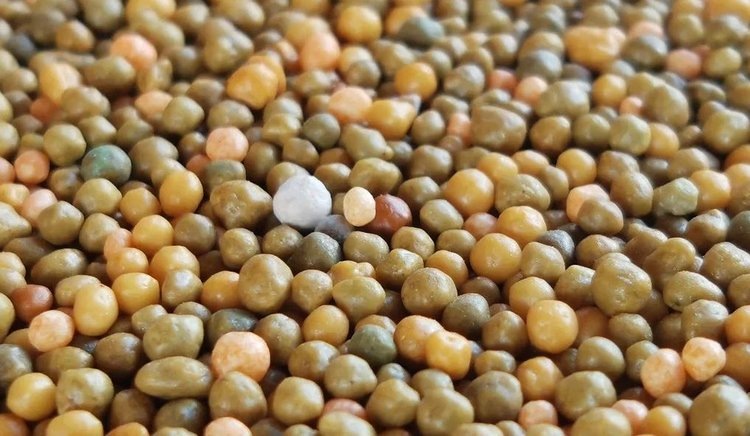    Фото: Лукьянов Дмитрий, AgroXXI.ru