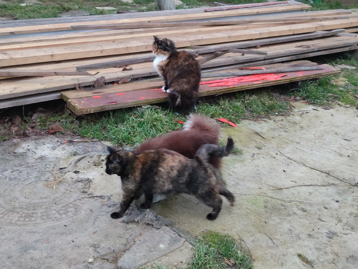 Утро. Свита.