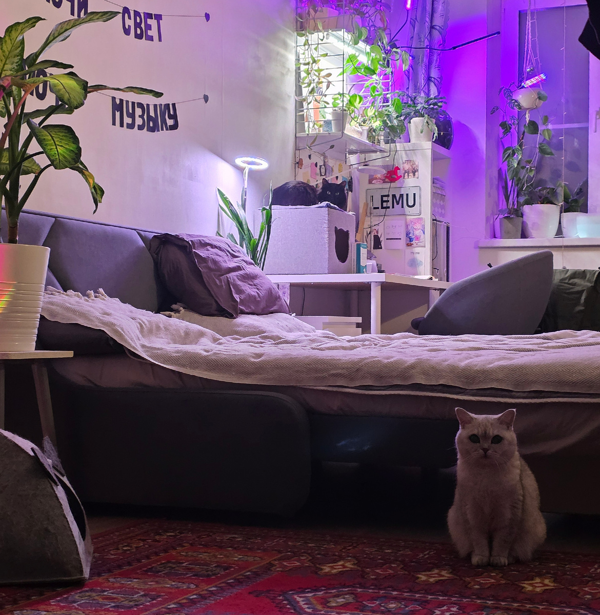 найди двух кошек на фото