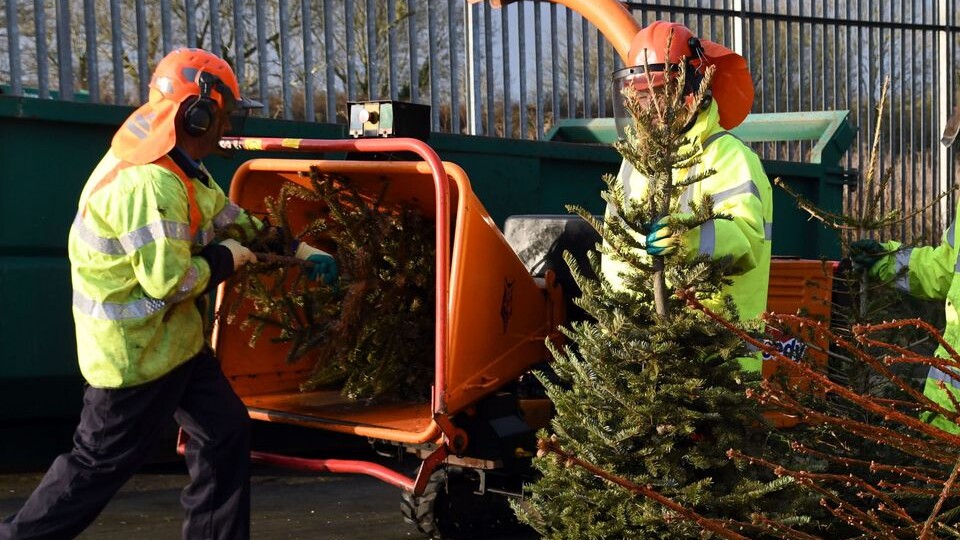 Сдали новогоднюю ёлку на переработку? Вот во что её превращают дальше