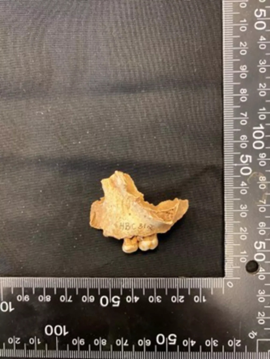 Фрагмент верхней челюсти "Девочки из Урсуика".