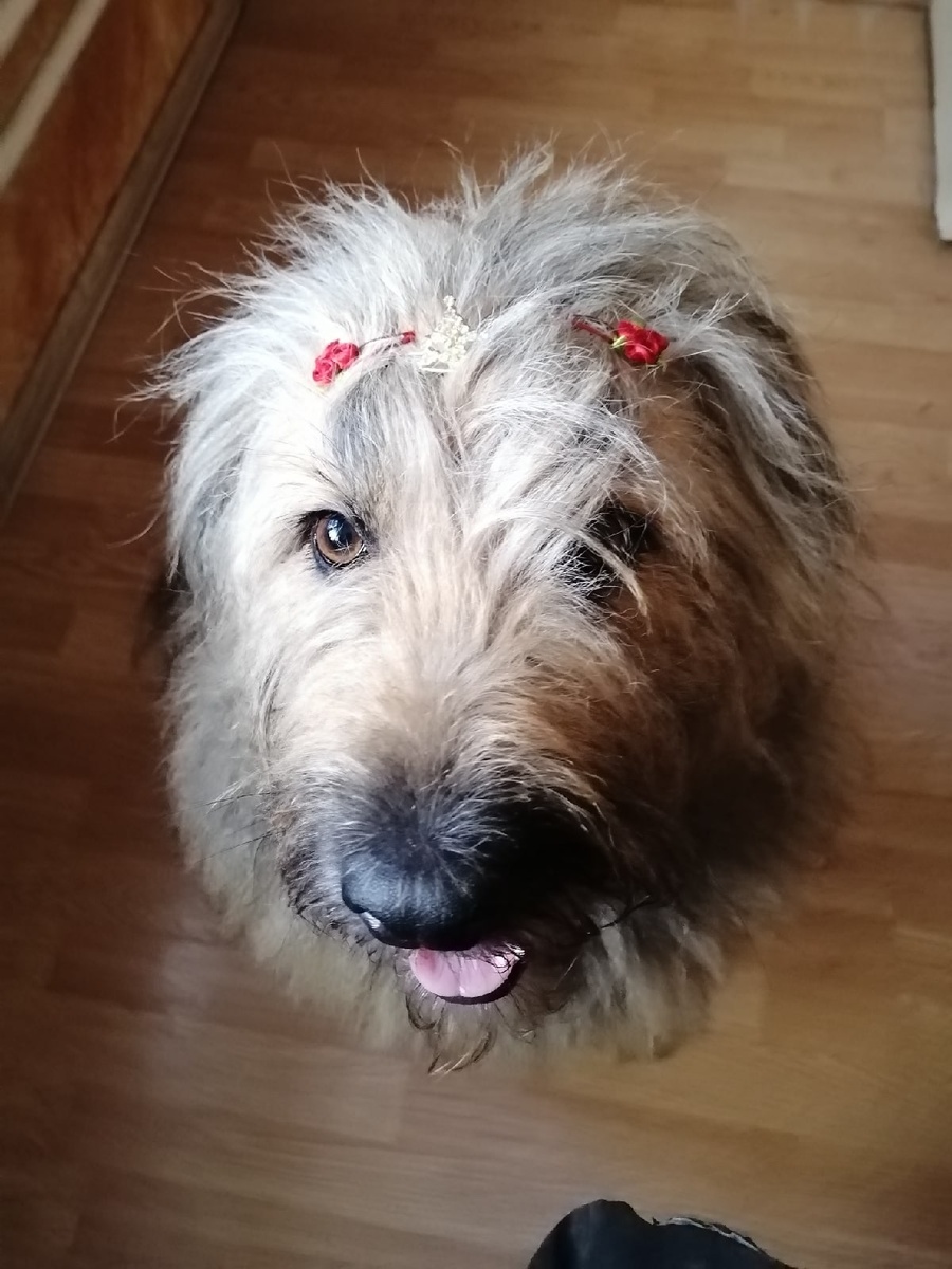 Собака Милашка. 2022 год