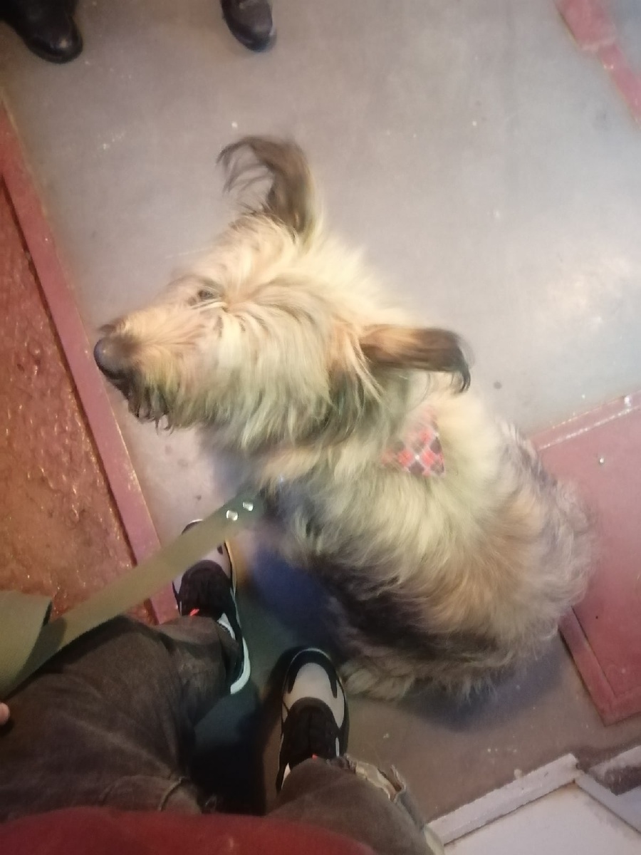 Милашка в электричке. 2022 год