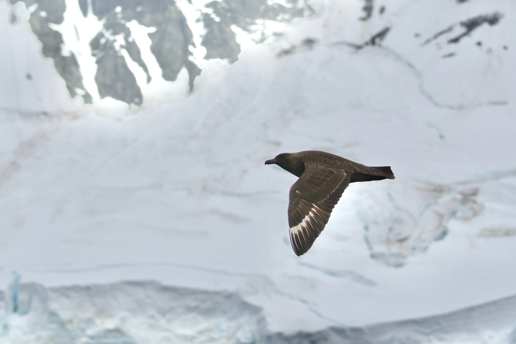 Южнополярный поморник, фото charles_shen