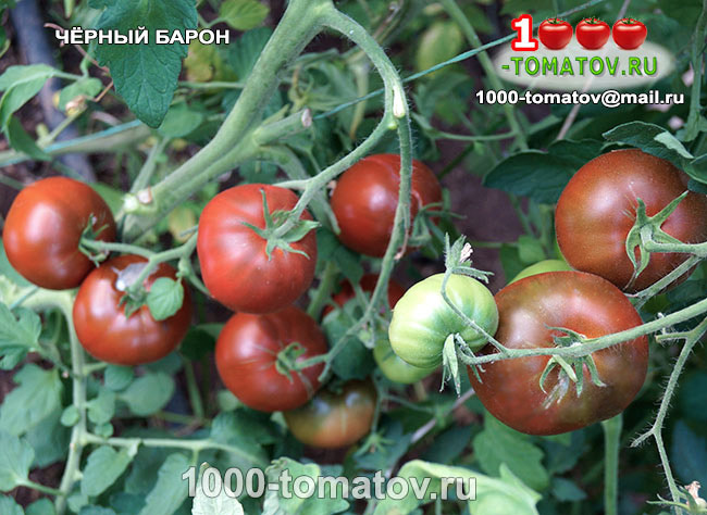 Томат Чёрный барон Black Baron фото 1
