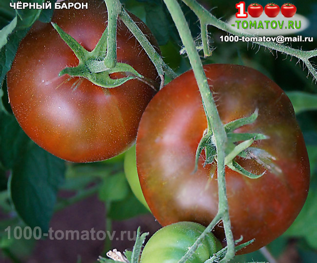 ТОМАТЫ – СУПЕР УРОЖАЙНЫЕ, ТЁМНОПЛОДНЫЕ, СОРТА ч 1