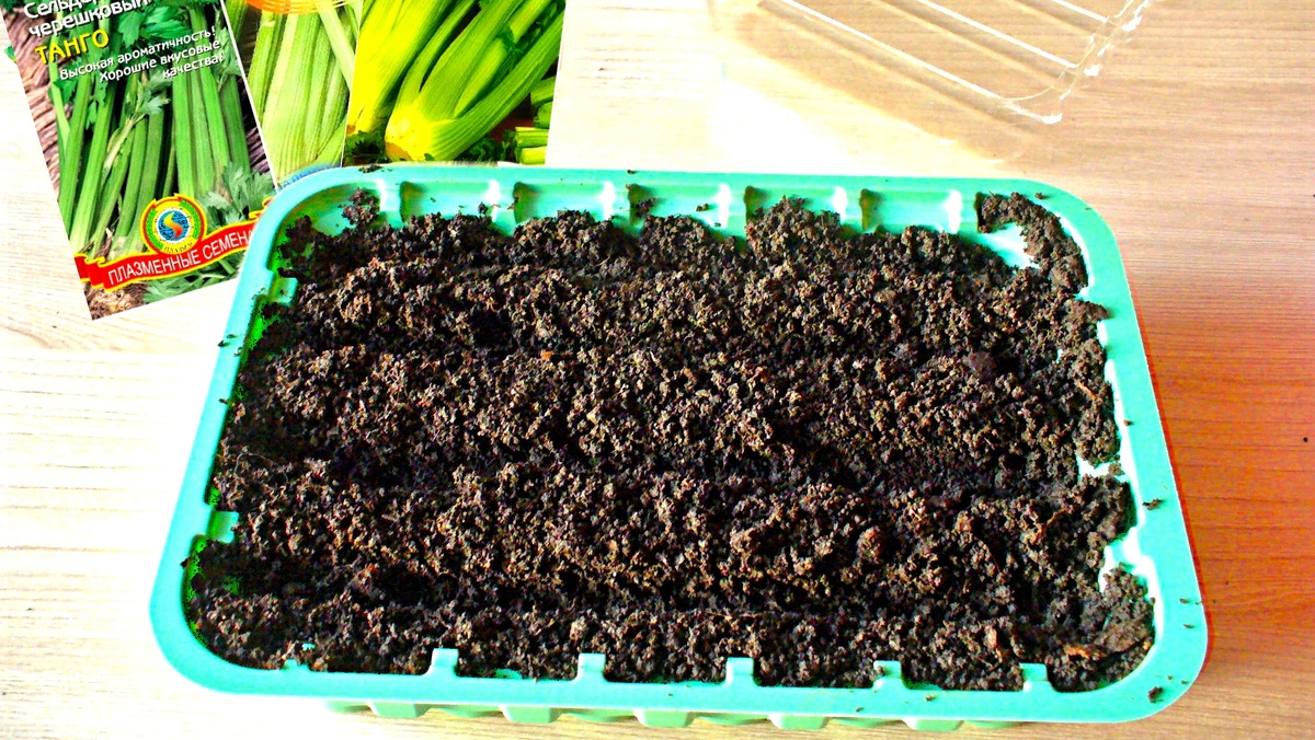 Золотое правило глубины посева черешкового сельдерея