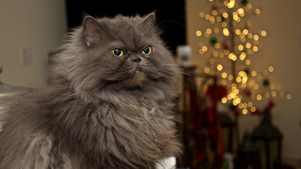    Звучные согласные в имени подчеркивают природную мужественность кота