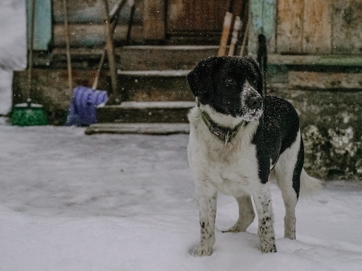     Фото: Светлана Мулыкина