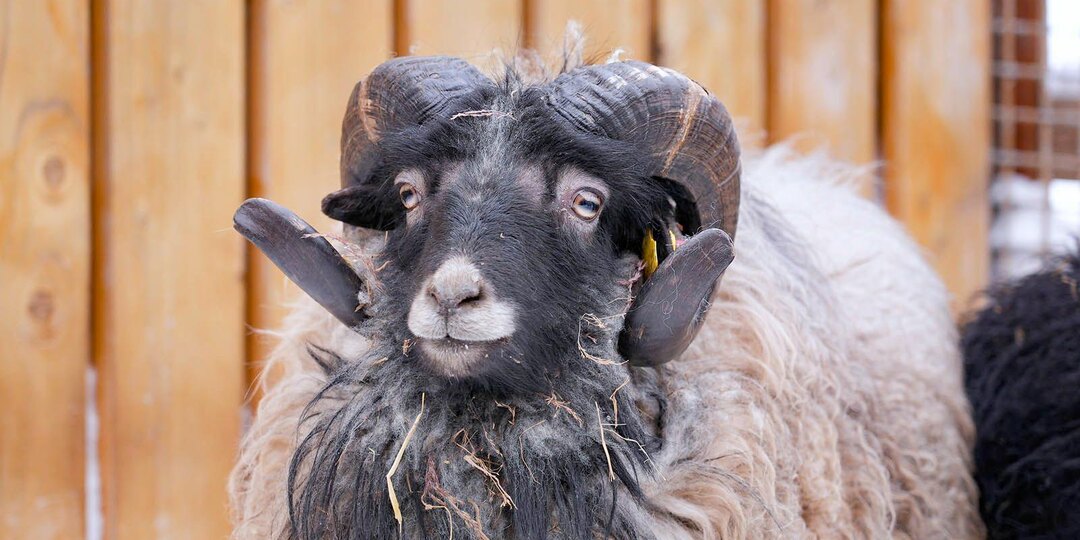 Знакомьтесь: Чарли — новый житель детского зоопарка