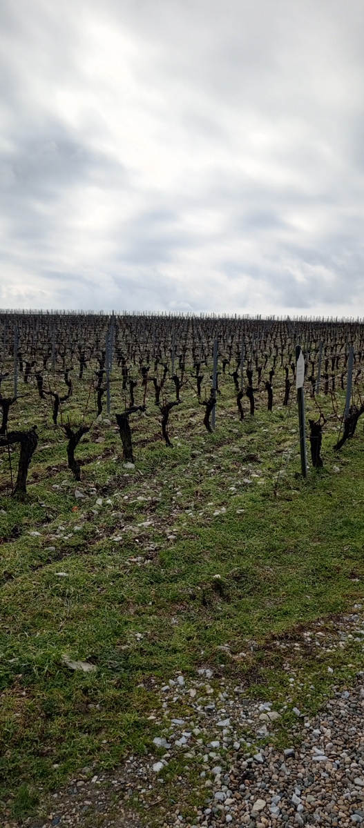 Виноградники