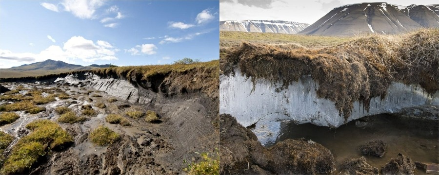 Яндекс картинки