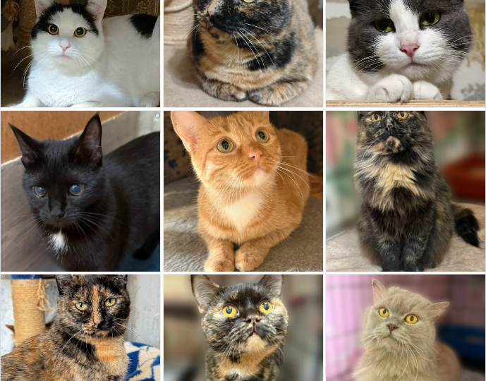 Кошачий отряд мечтает о доме 🐱❤️🏠