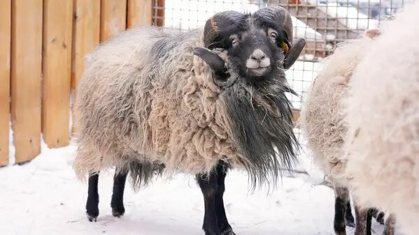    Фото: vm.ru Виктория Николаева