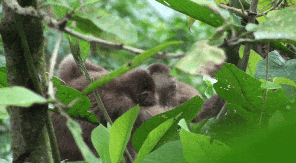   Núria Hassina Hannaoui et al. / American Journal of Primatology, 2026