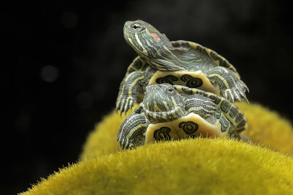 I Wayan Sumatika/Shutterstock/FOTODOM 