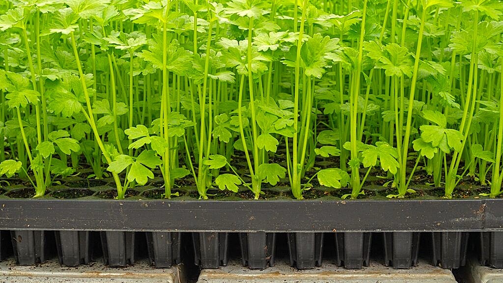 Февральские посевы сельдерея