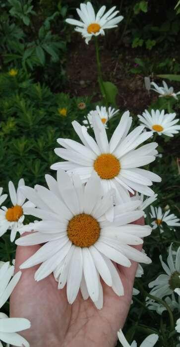 Вот такой красавец 🤤