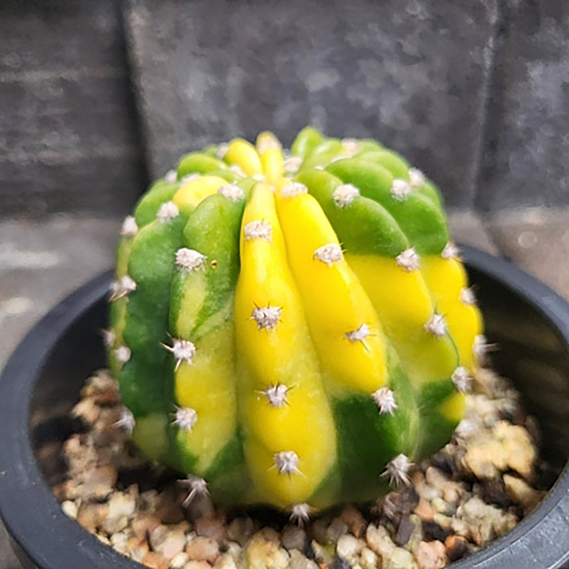 xplant.co.kr/item/1766201787