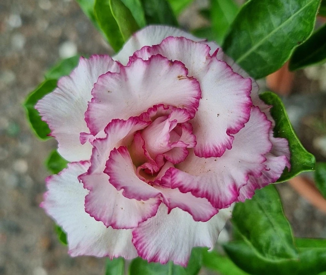 xplant.co.kr/item/1709047884