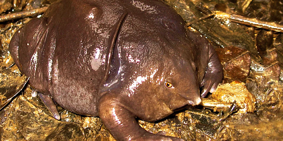 Лягушка, которая почти сто лет обманывала учёных