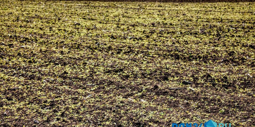Владелец земельного участка в донском регионе выполнил рекомендации Россельхознадзора и избавился от захламления
