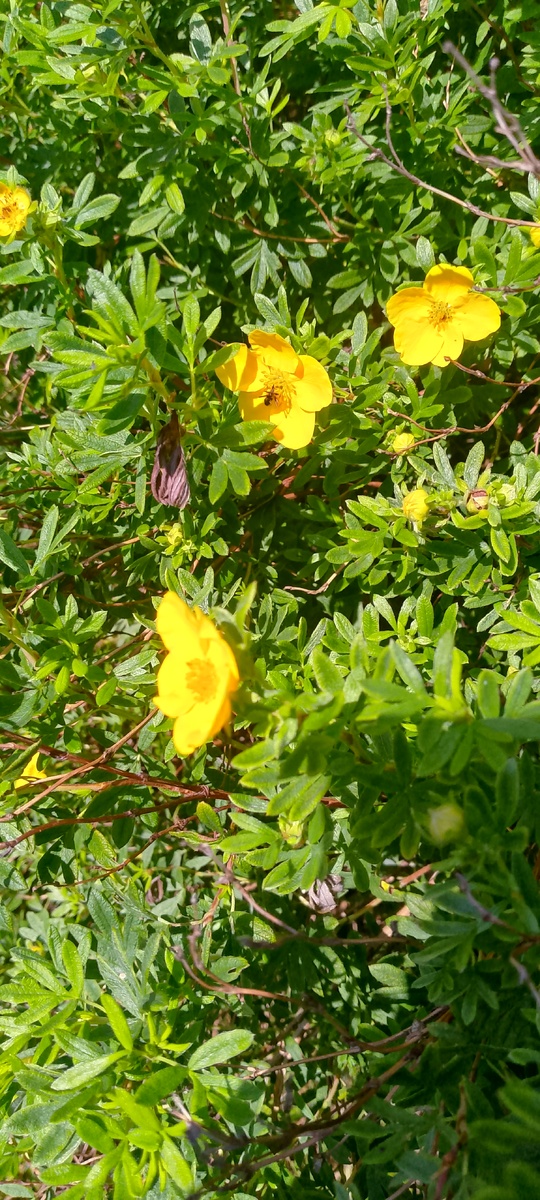 Курильский чай