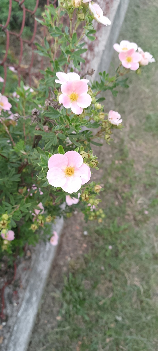 Курильский чай