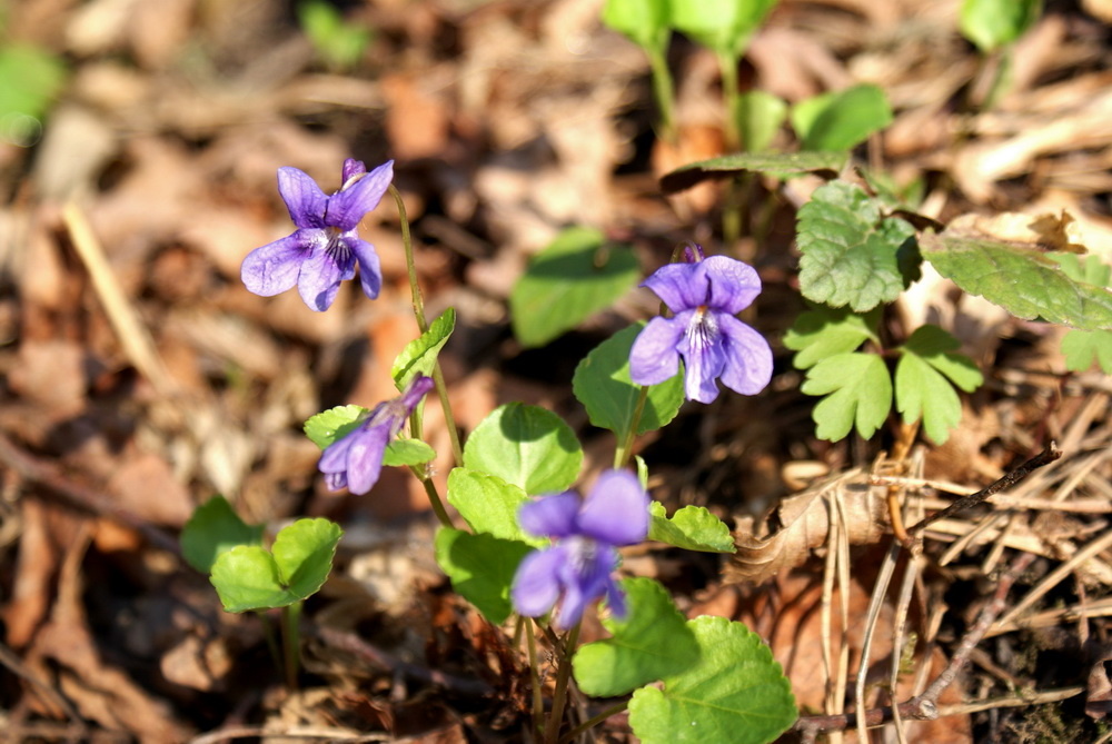 Фиалка лесная