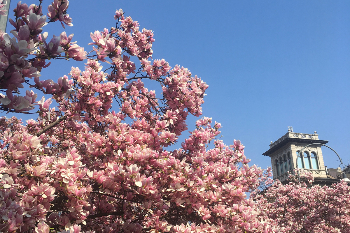 Розовые облака магнолий над скверами будто созданы для ярких фотографий из отпуска. Фото: Полина Делия