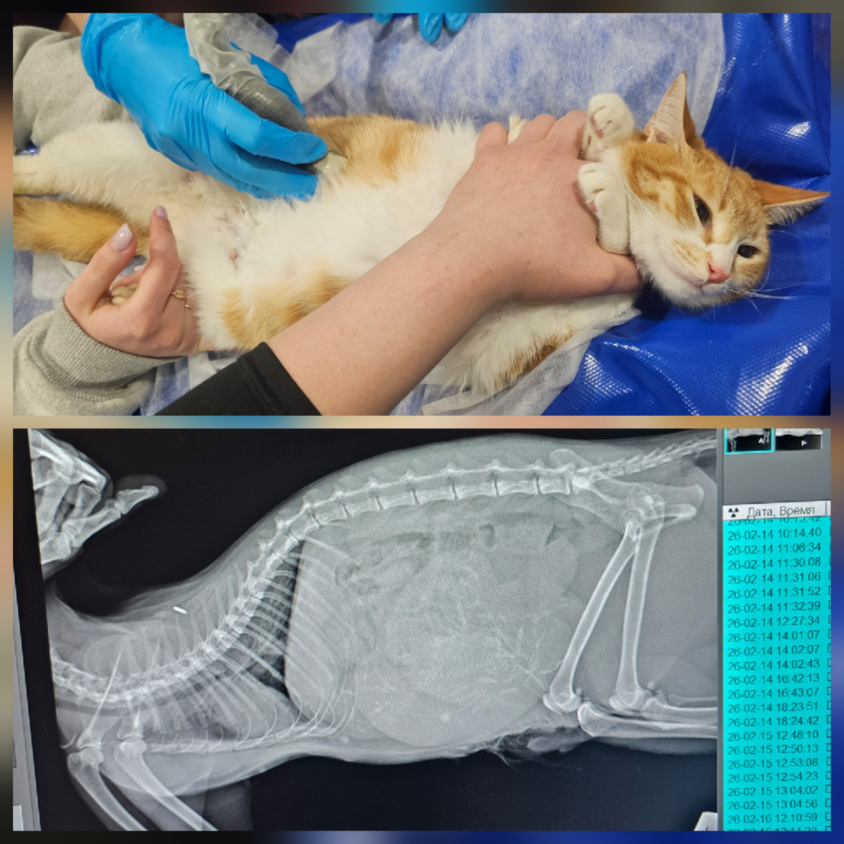 Фото автора. Софийка оооооочень хочет жить